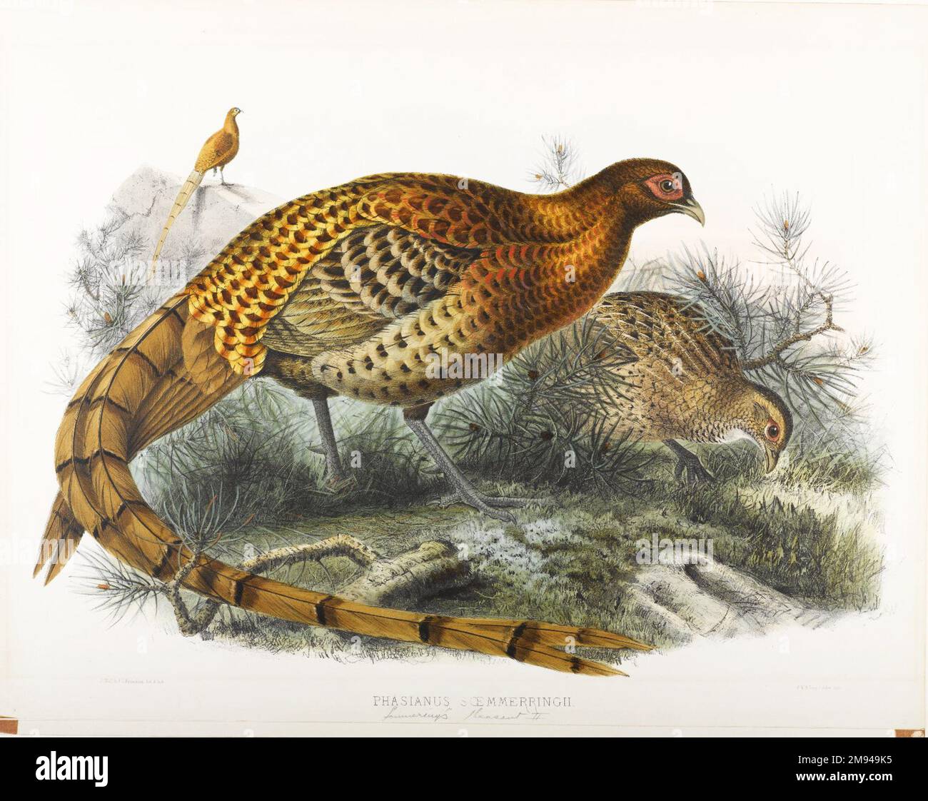Phasianus Soemmerringii: Saumerings Fasan John Gould (britisch, 1804-1881). Lithografie auf gewebtem Papier, Blatt: 23 3/8 x 18 7/16 Zoll (59,4 x 46,8 cm). Europäische Kunst Stockfoto