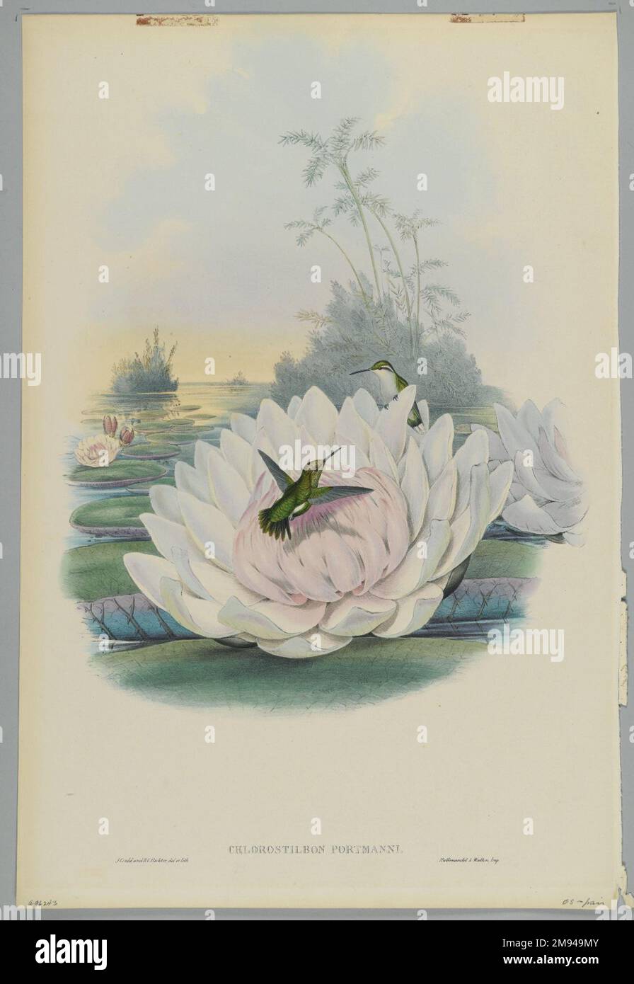 Chlorostilbon Portmanni: Portmanns Emerald John Gould (britisch, 1804-1881). Farblithographie auf gewebtem Papier, 21 1/2 x 14 3/8 Zoll (54,6 x 36,5 cm). Europäische Kunst Stockfoto