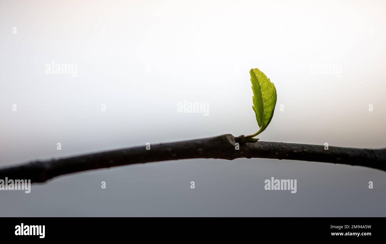 Einzelnes grünes junges Blatt auf Ast und Naturhintergrund. Stockfoto