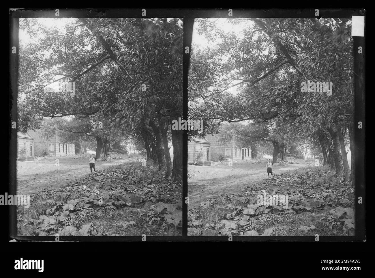 Ralph und Vista of Trees, in der Nähe von Bergen Van Wyck House (außerhalb von Frame Lots), Flatlands, Brooklyn Daniel Berry Austin (Amerikaner, geboren 1863, aktiv 1899-1909). , Ca. 1899-1909. Trockenplatte aus Silber-Gelatine-Glas negativ ca. 1899-1909 Stockfoto