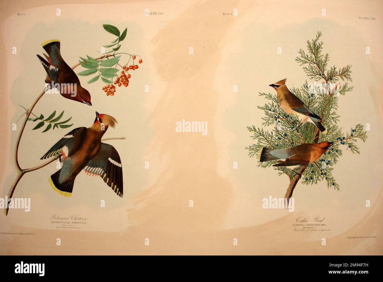 Böhmischer Chatterer und Cedar Bird John James Audubon (Amerikaner, geboren in Haiti, 1785-1851). , 1861. Chromolithograph American Art 1861 Stockfoto