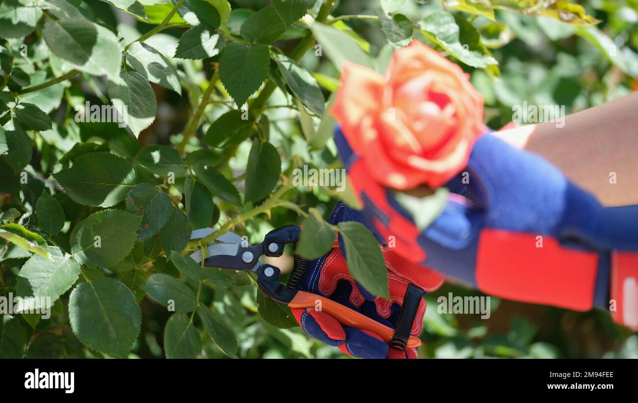 Hände in Handschuhen zum Trimmen von Büschen roter Rosen im Garten mit dem Gartenschoner. Stockfoto