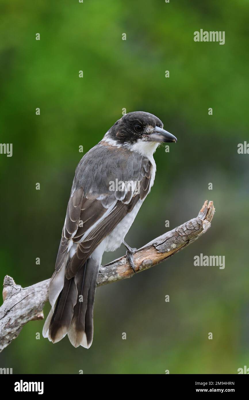 Ein erwachsener australischer grauer Butcherbird - Cracticus torquatus - auf einem Ast, der über seine Schulter in sanftem, bedeckten Licht in die Kamera schaut Stockfoto
