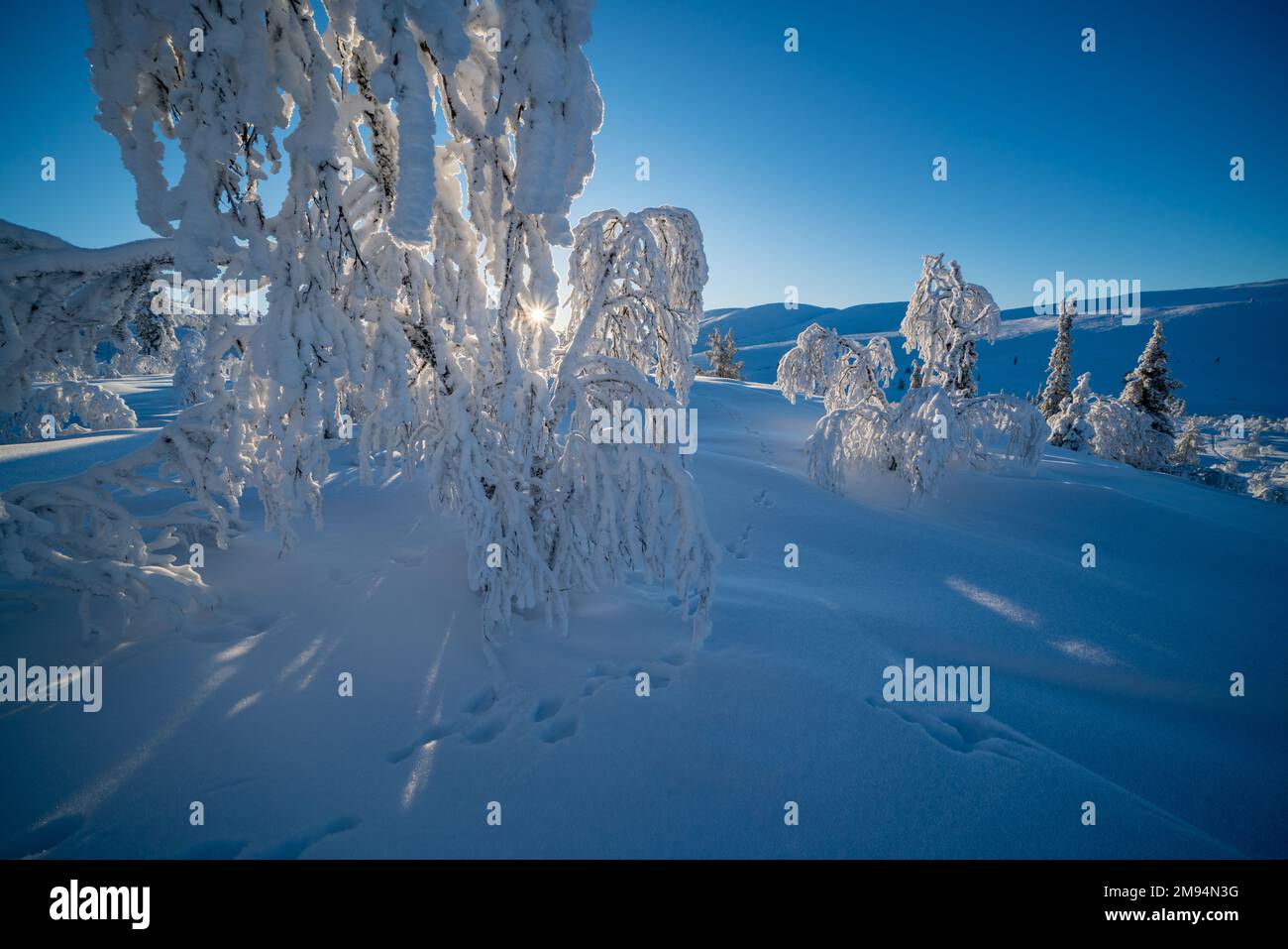 Sonniger Wintertag im Nationalpark Pallas-Yllästunturi, Muonio, Lappland, Finnland Stockfoto