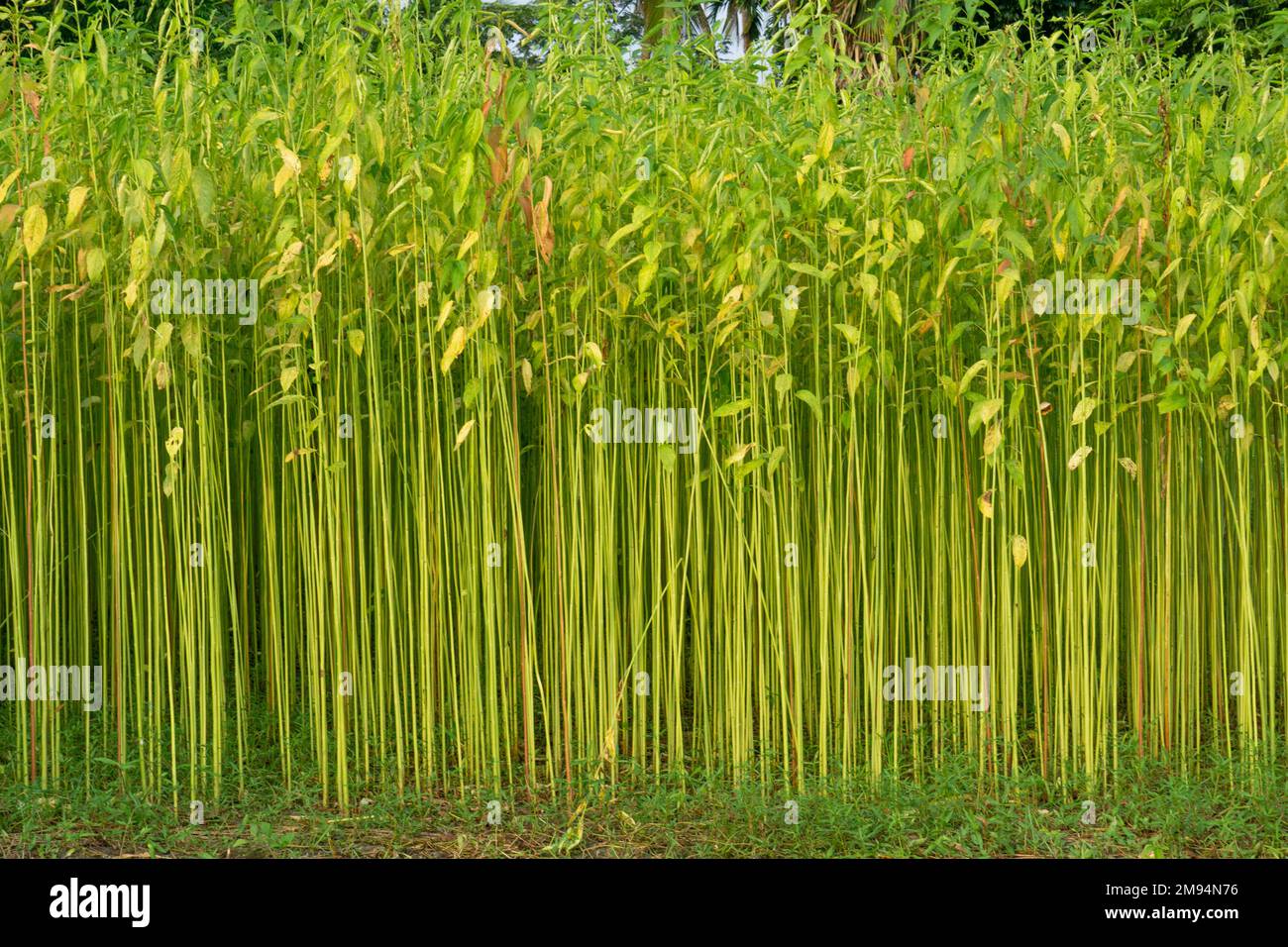 Grünes Jutefeld. Die Jute wird auf dem Boden getrocknet. Jute ist eine Art Bastfaserpflanze. Jute ist die wichtigste Ernte Bangladeschs. Stockfoto