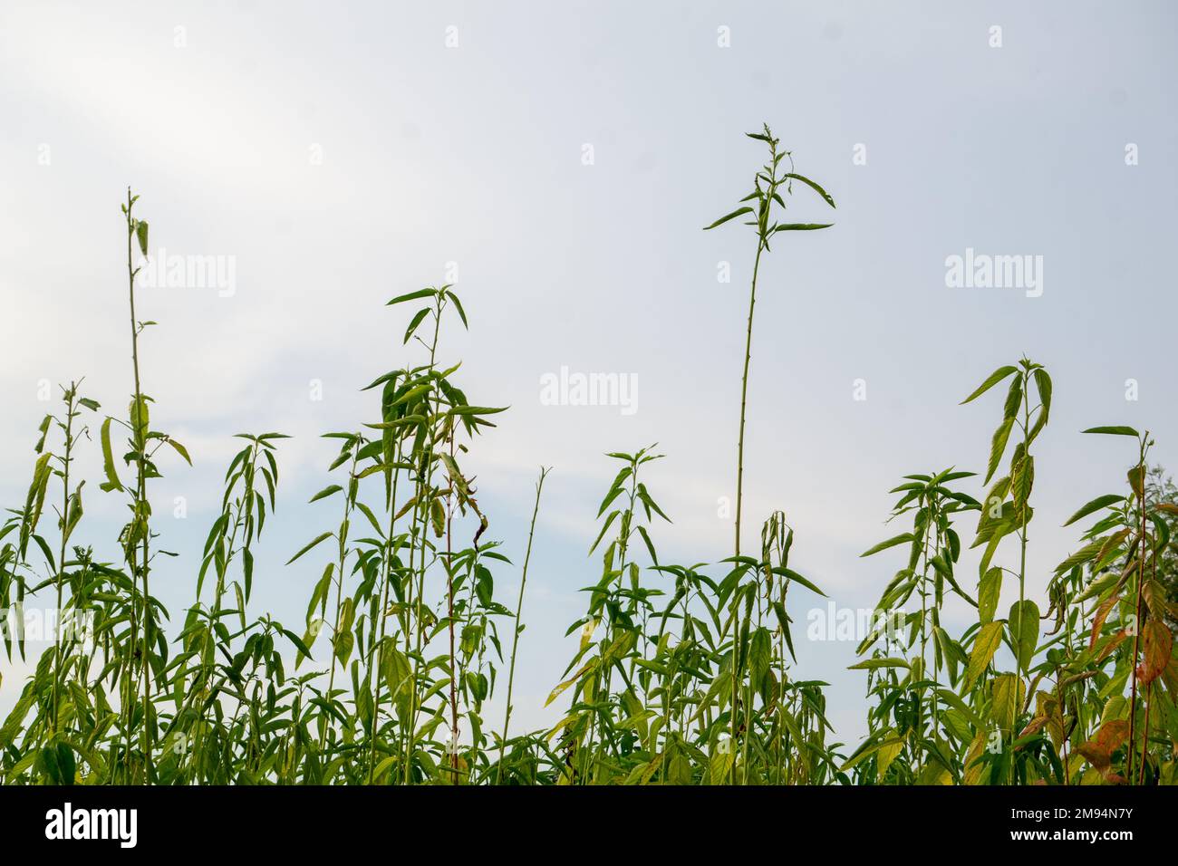 Grünes Jutefeld. Die Jute wird auf dem Boden getrocknet. Jute ist eine Art Bastfaserpflanze. Jute ist die wichtigste Ernte Bangladeschs. Stockfoto