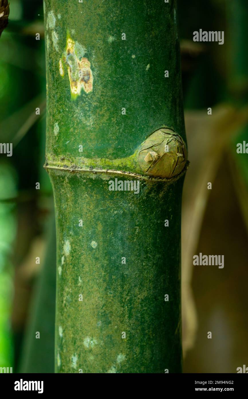 Nahaufnahme von rohem Bambus. Grüner Bambus im Busch. Für Bildhintergrund verwenden. Stockfoto
