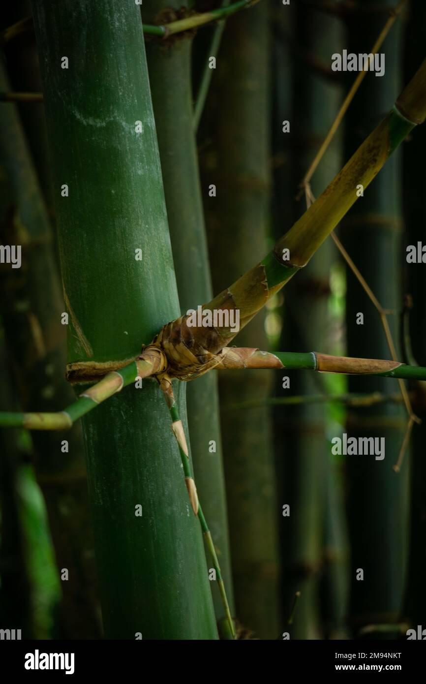 Grüne Bambusbüsche von Bangladesch. Verwenden Sie das Bild des Bambusgartens als Hintergrund. Stockfoto