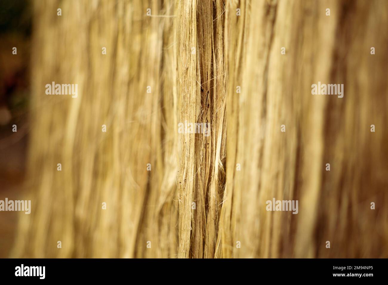 Die getränkte Jute wird in der Sonne getrocknet. Nahaufnahme von Jute. Jute ist eine Art Bastfaserpflanze. Jute ist die wichtigste Ernte in Bangladesch. Stockfoto