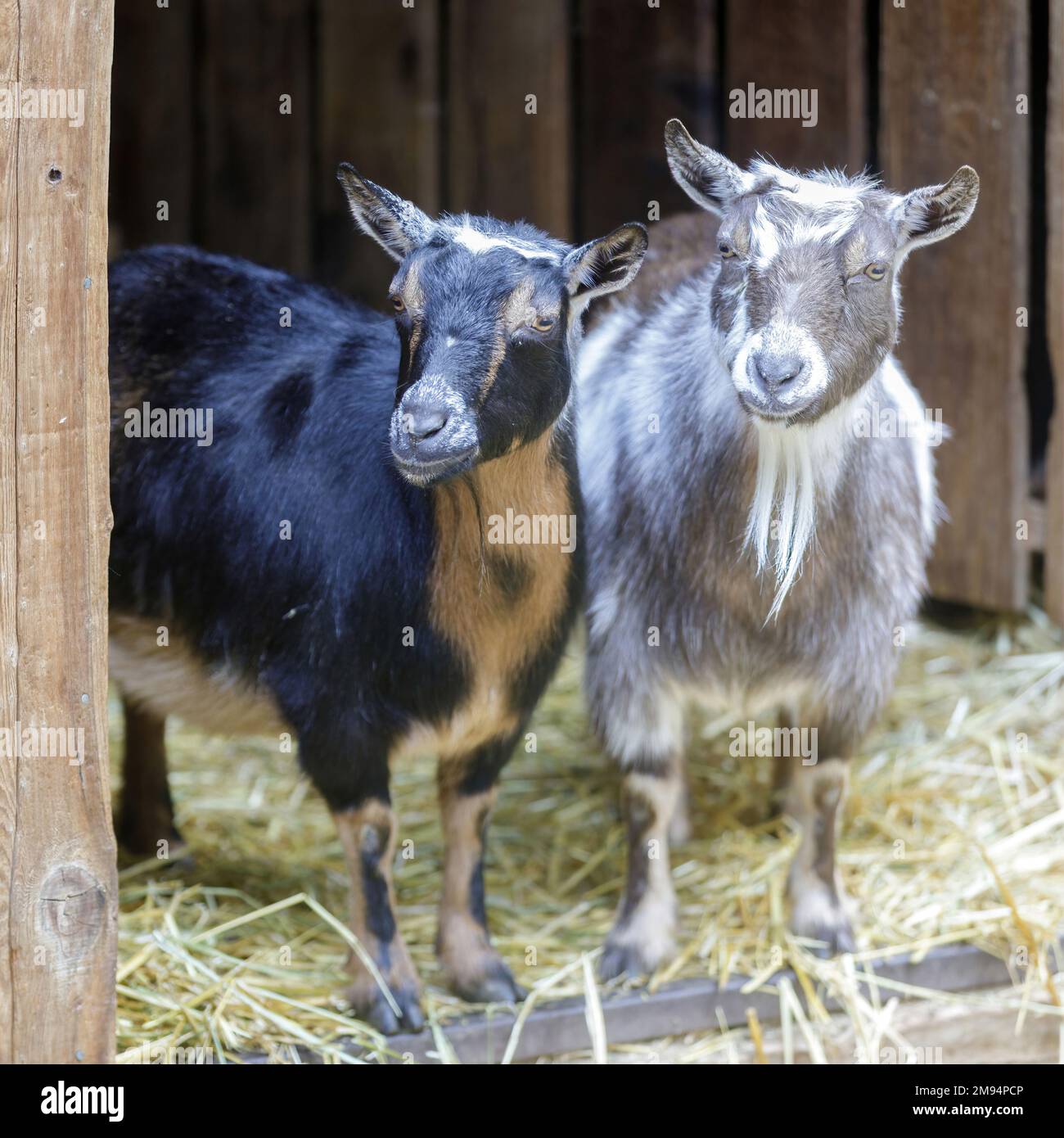 Neugierige Ziegen, die durch die Tür des Tierstifts gucken. Farm in Nordamerika. Stockfoto