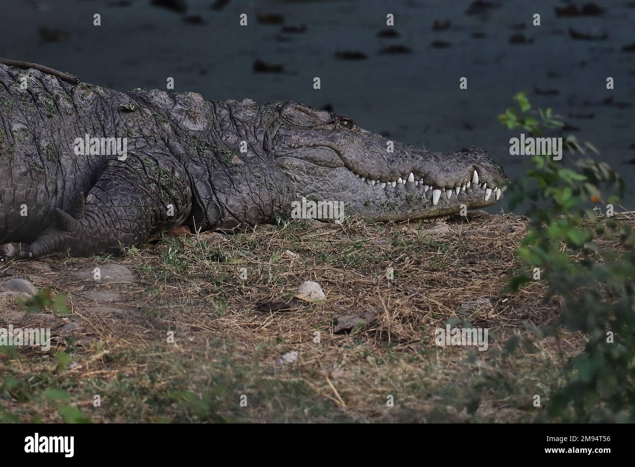 indische Süßwasserkrokodile oder Räuber- oder Sumpfkrokodile (Crocodylus palustris) in freier Wildbahn Stockfoto