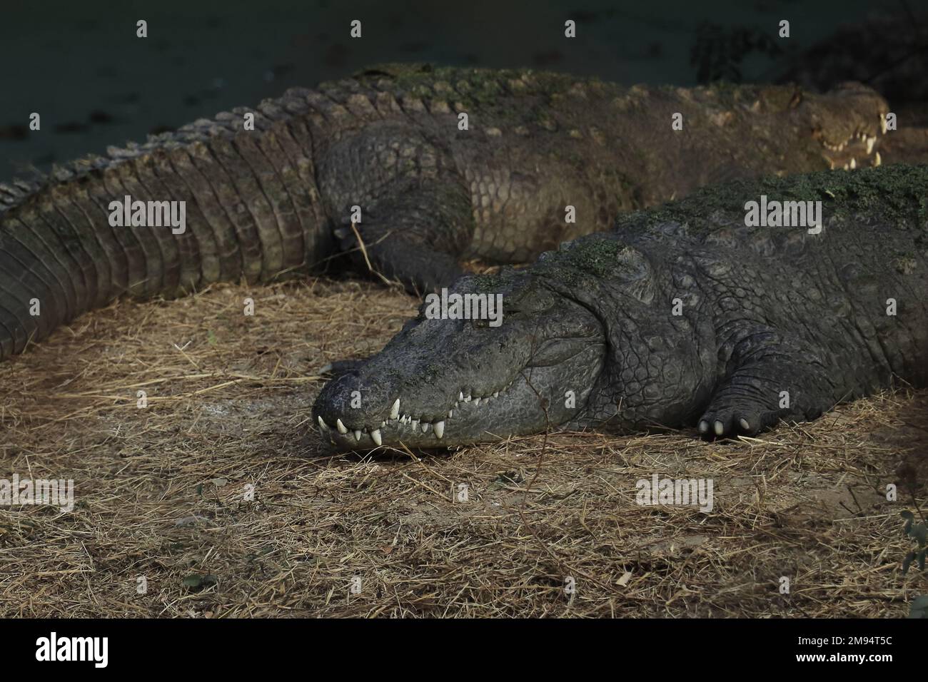 indische Süßwasserkrokodile oder Räuber- oder Sumpfkrokodile (Crocodylus palustris) in freier Wildbahn Stockfoto