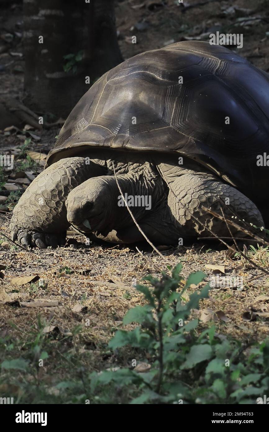 Nahaufnahme einer endemischen und bedrohten aldabra-Riesenschildkröte (Aldabrachelys gigantea) in freier Wildbahn Stockfoto