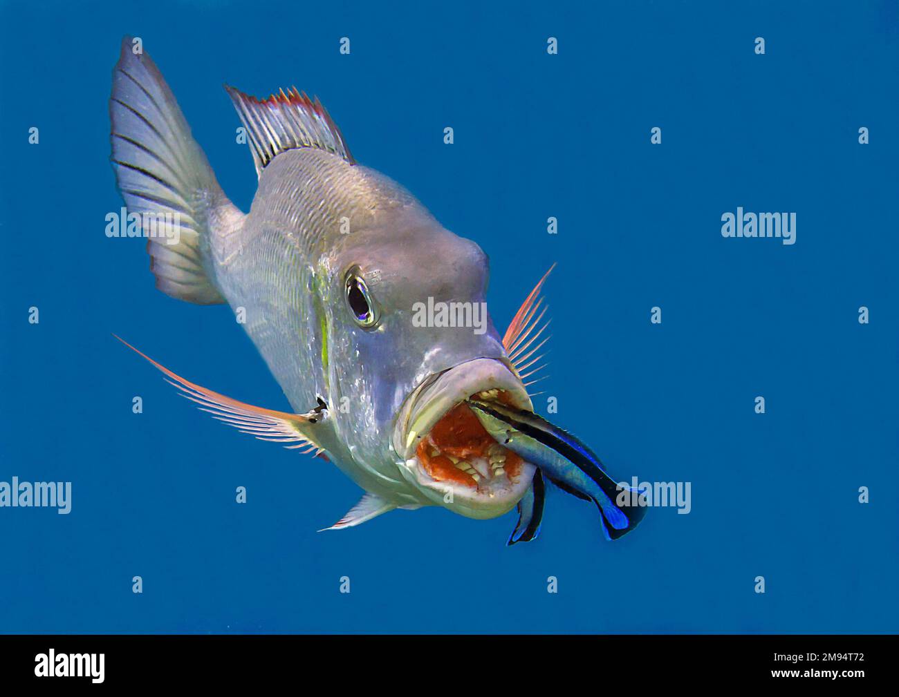 Nahaufnahme eines Mitternachtsschnappers, der von saubereren Fischen in der Reinigungsstation, Bali, Indonesien, gereinigt wird Stockfoto