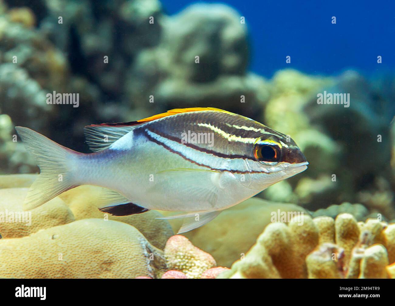 Gebrückte monokle Brachsenfische auf einer Besichtigungstour im Unterwasserkorallengarten von Bali Stockfoto