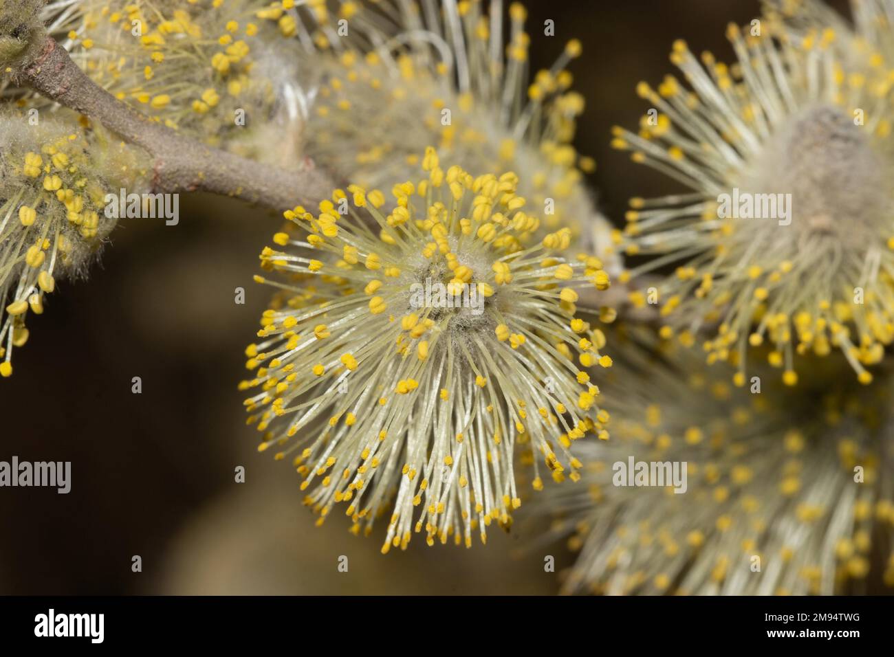 Sal Weidenblume mit gelben Anthensen Stockfoto