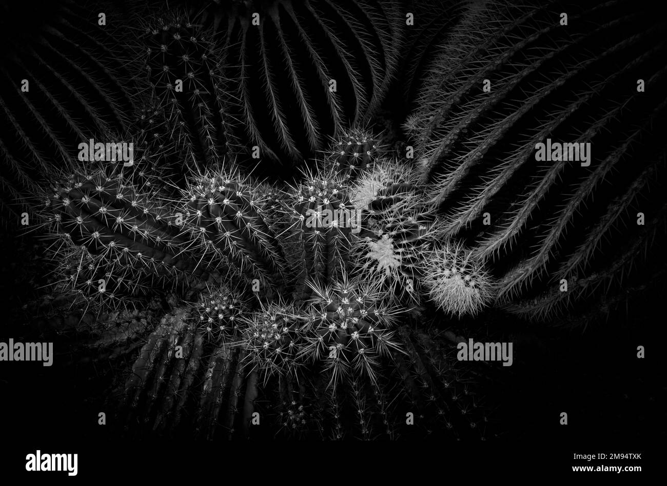 Kaktus goldener Barrel Kaktus (Echinocactus grusonii), auch Schwiegermütterkaktus, Mexiko Stockfoto