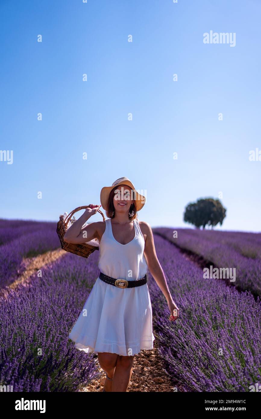 Lifestyle, eine Frau auf einem Lavendelfeld, die Blumen pflückt Stockfoto