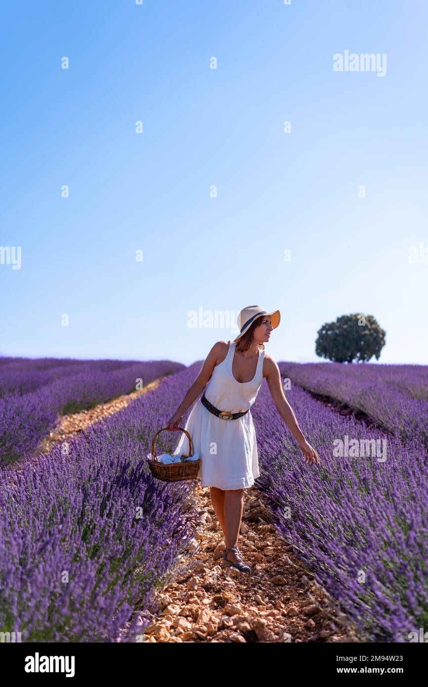 Lifestyle, eine Frau auf einem Lavendelfeld, die Blumen pflückt Stockfoto