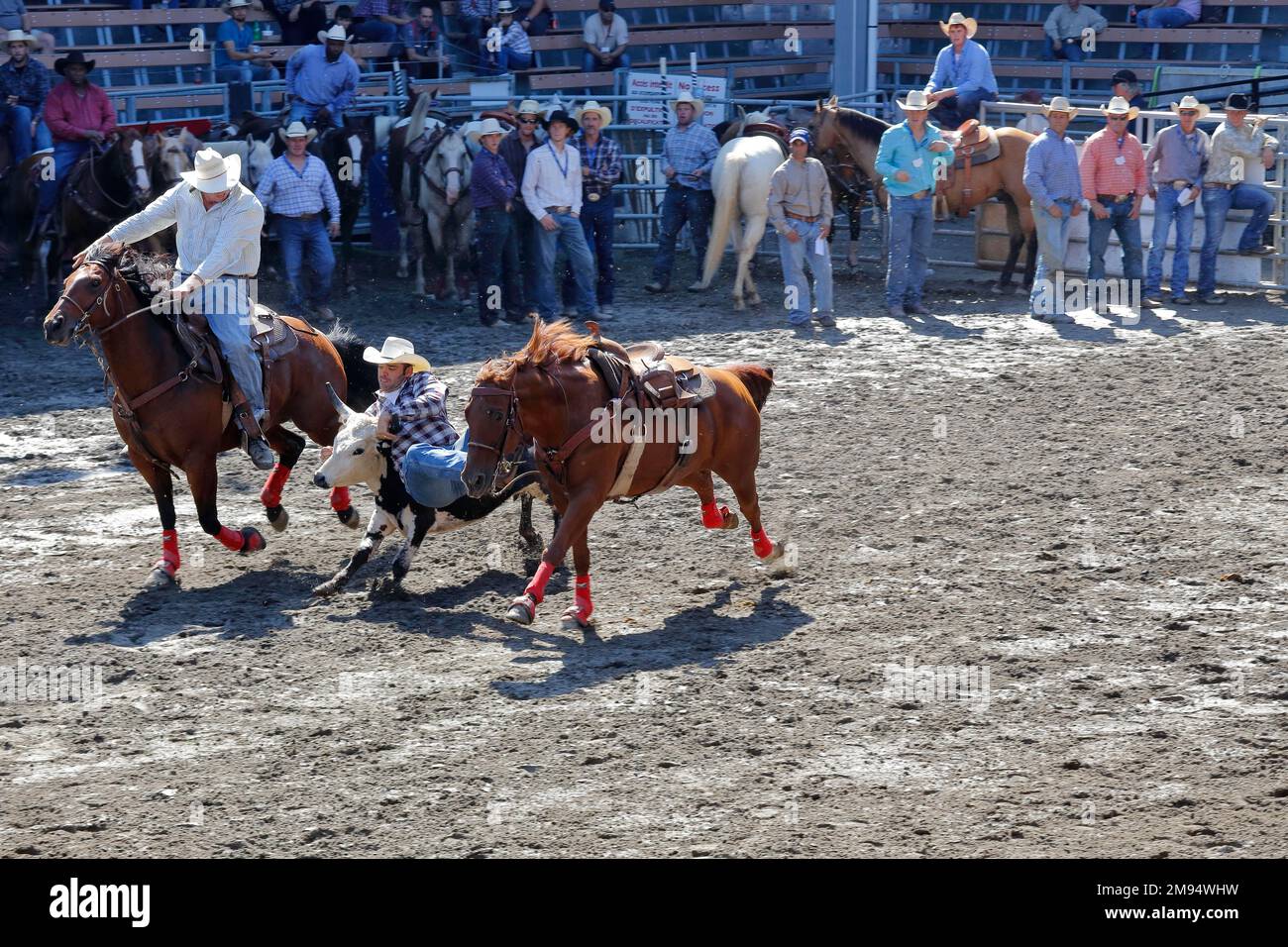 Rodeo-Wettbewerb, Rodeo-Fahrer, Saint, Tite, Provinz Quebec, Kanada Stockfoto