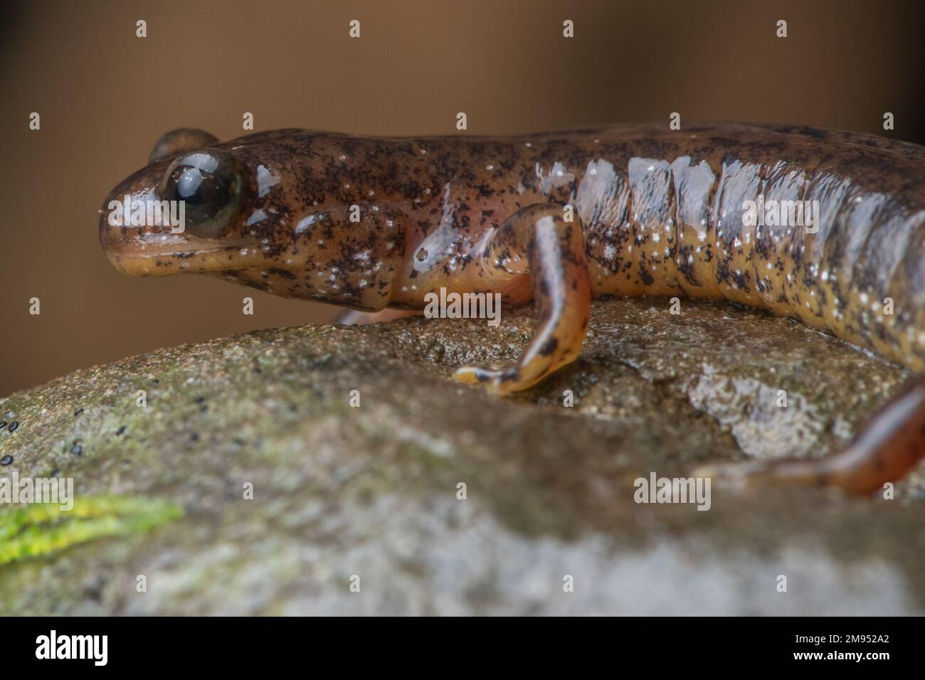 Ein südlicher Torrent-Salamander (Rhyacotriton variegatus) von der Westküste Nordamerikas im Mendocino County, Nordkalifornien, USA. Stockfoto