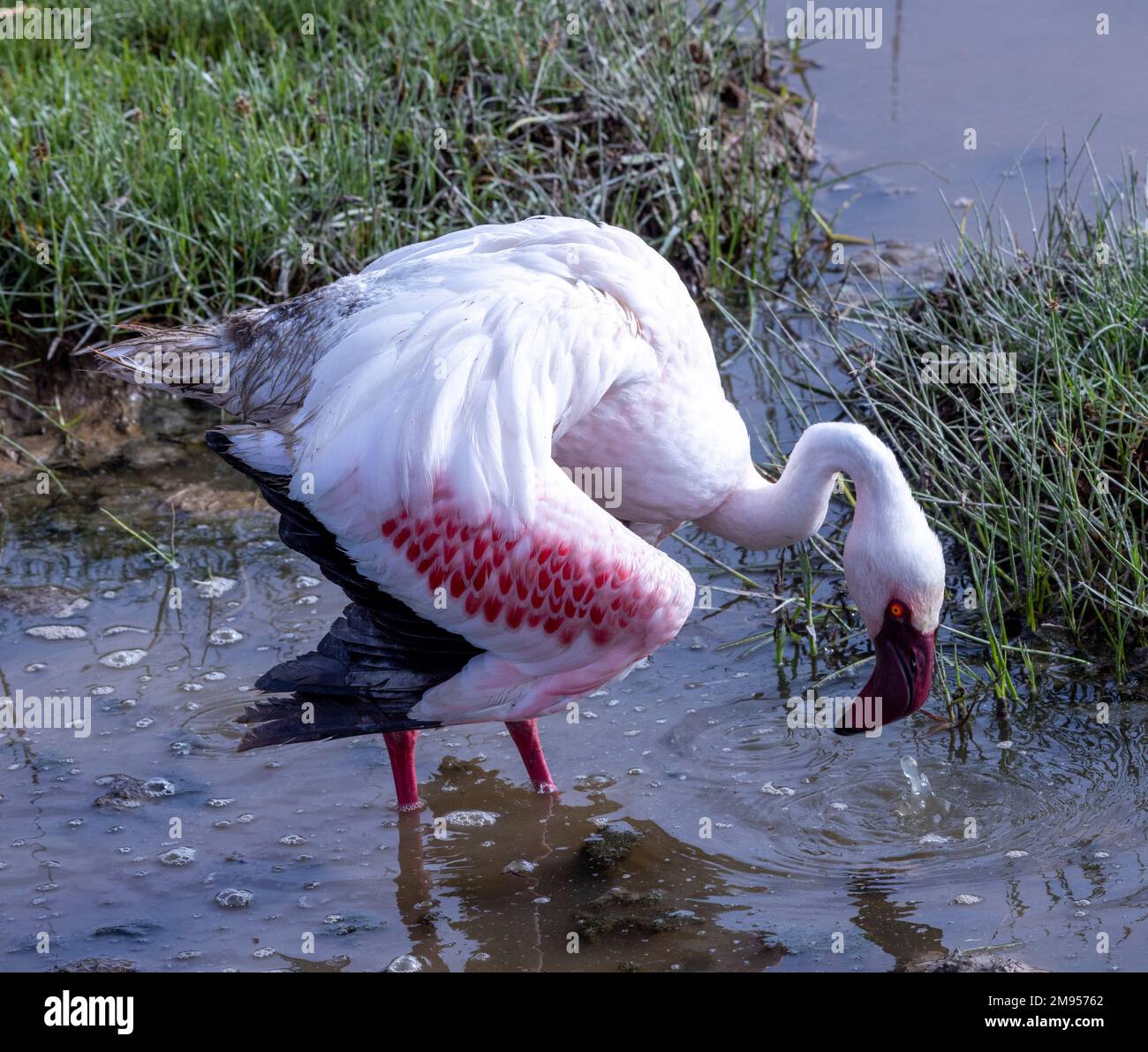Größerer Flamingo (Phoenicopterus roseus), Amboseli-Nationalpark, Kenia Stockfoto