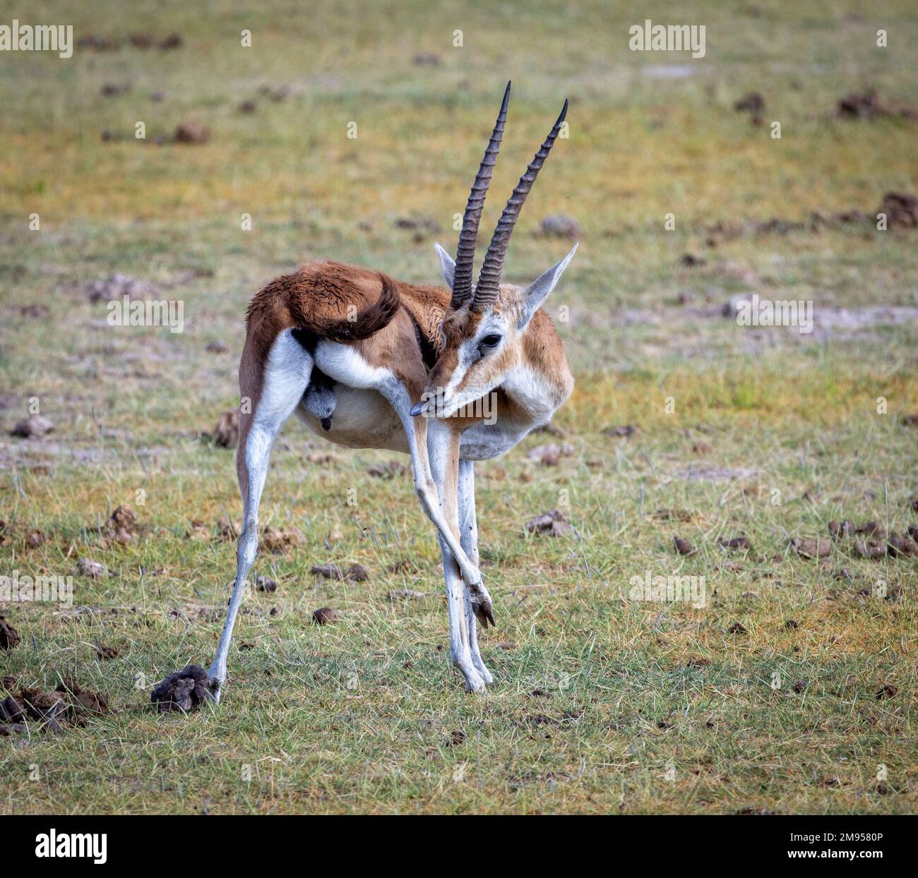 Thomson-Gazelle (Eudorcas thomsonii), Masai Mara, Kenia, Afrika Stockfoto