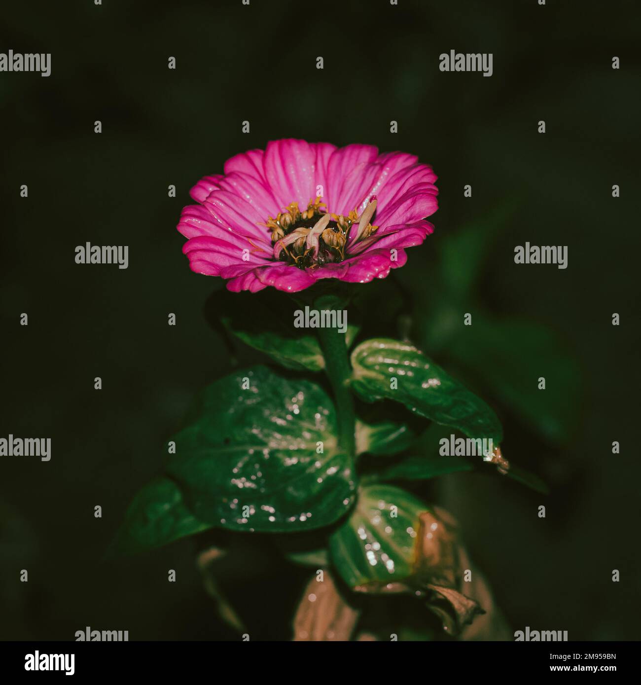 Naturfotografie mit Nikon D7500 und 50mm-mm-Objektiv Stockfoto