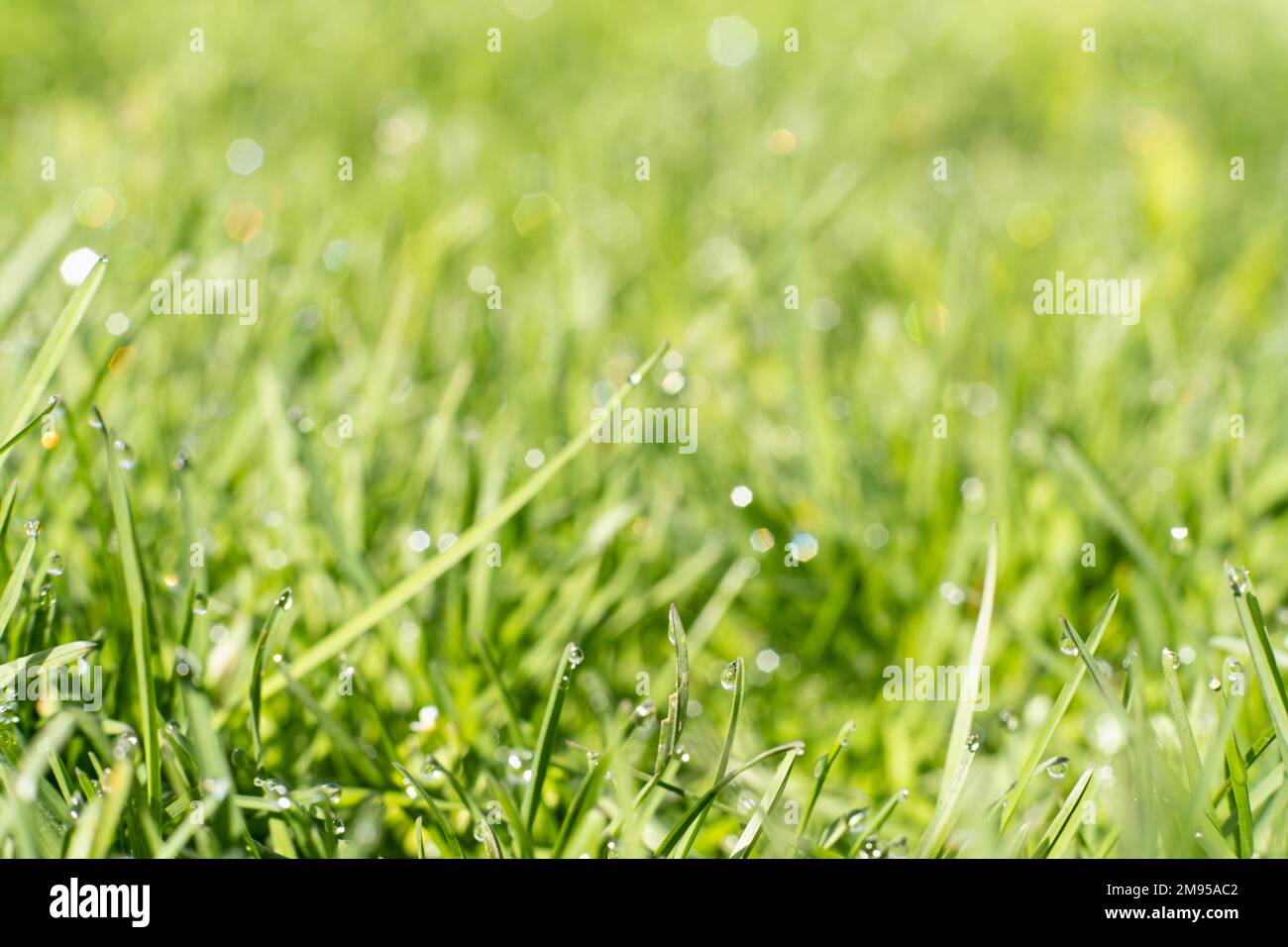 Regnerische Tage Frühlingsgrasland Kräuterschönheit frisch Stockfoto