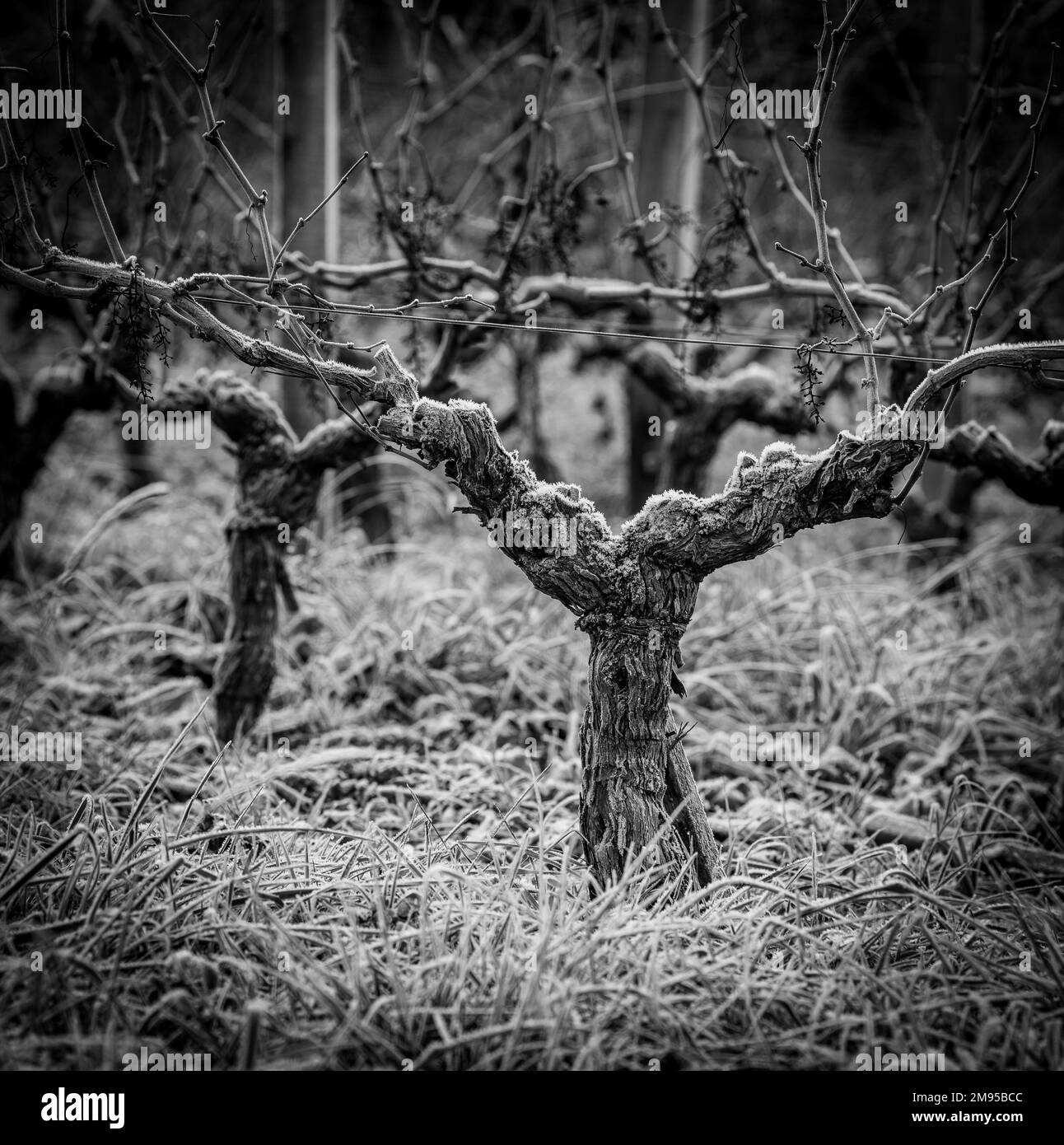 Bordeaux Weinberg über Frost und Smog und Frost im Winter, Landschaft Weinberg Stockfoto