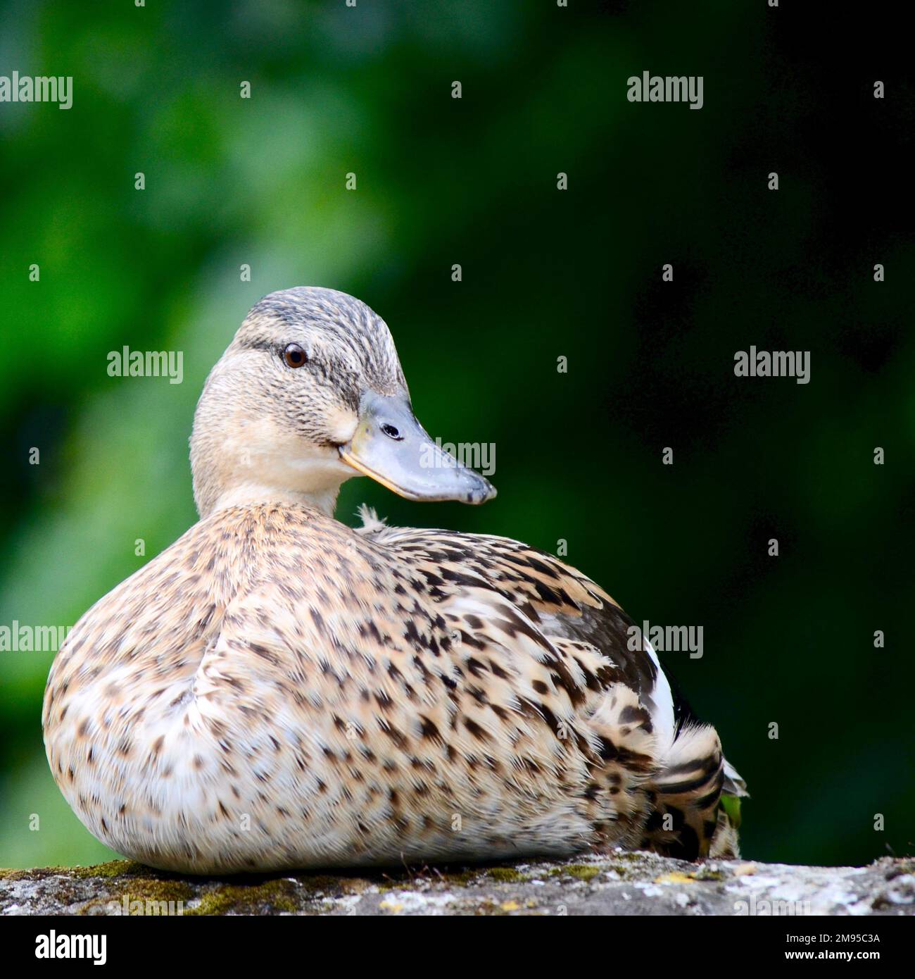 Die freche weibliche Mallard-Ente saß auf einer Wand Stockfoto