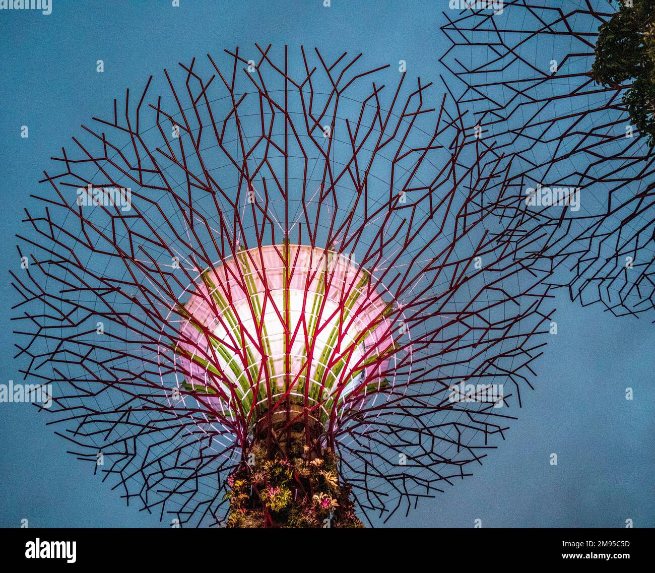 Beleuchteter vertikaler Supertree-Garten bei Nacht in Gardens by the Bay Singapore Stockfoto