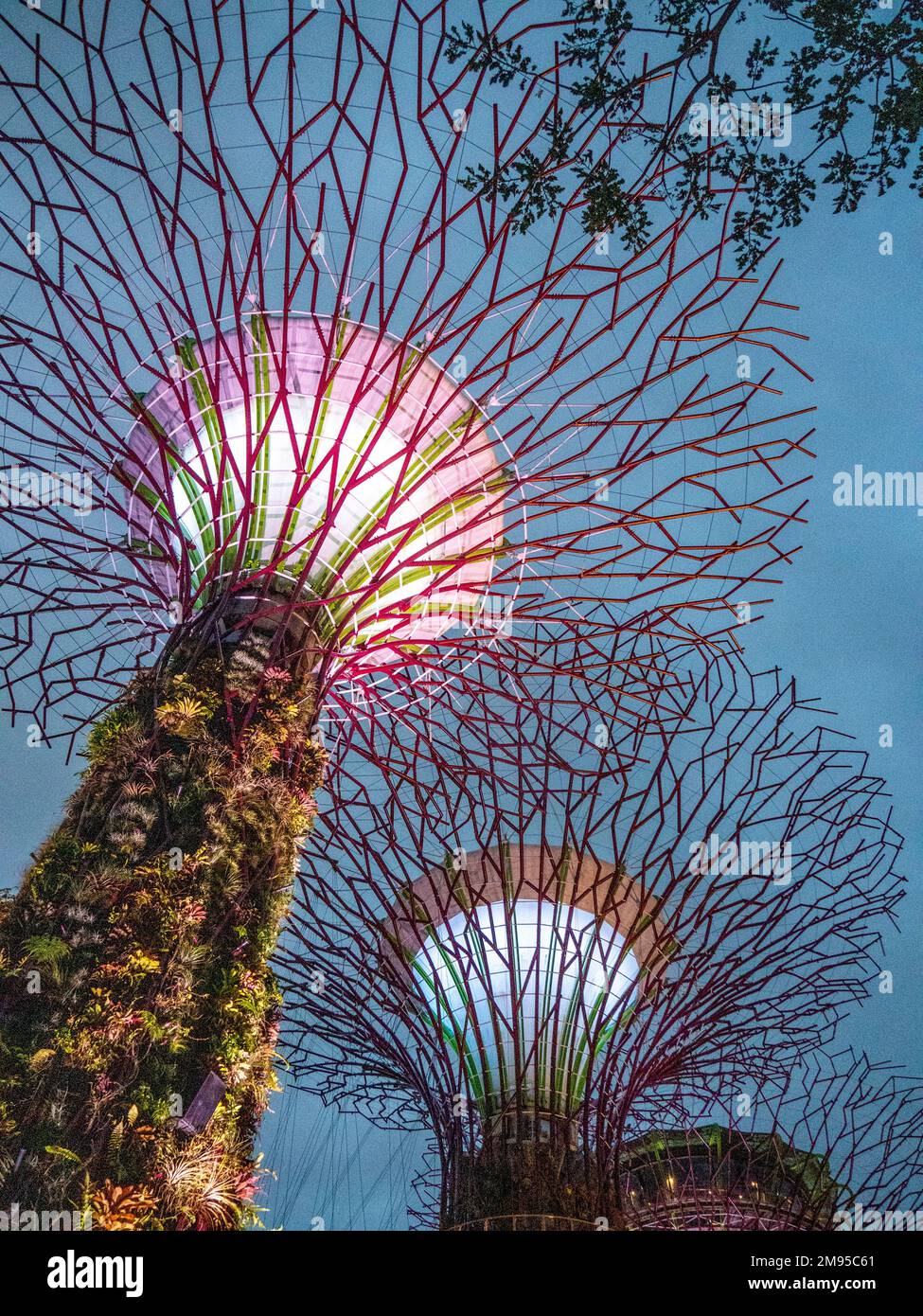 Beleuchtete Supertrees vertikale Gärten bei Nacht in Gardens by the Bay Singapore Stockfoto