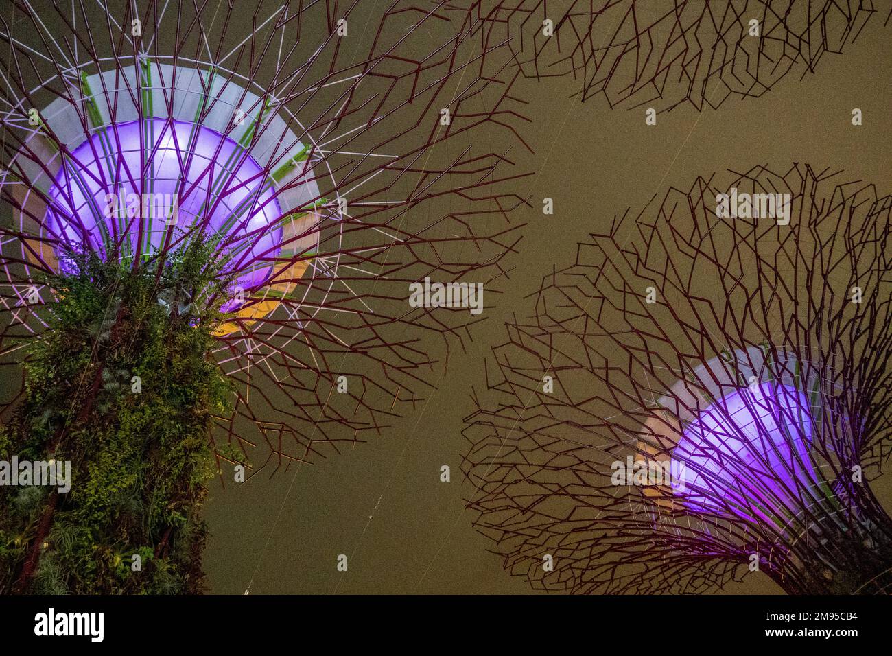 Beleuchtete Supertrees vertikale Gärten bei Nacht in Gardens by the Bay Singapore Stockfoto