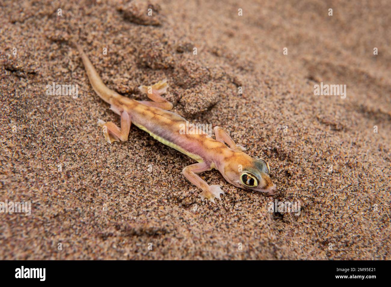 Namib-Sandgecko oder Namib-Webfußgecko, Pachydactylus rangei, Gekkonidae, Namib-Wüste, Namibia, Afrika Stockfoto