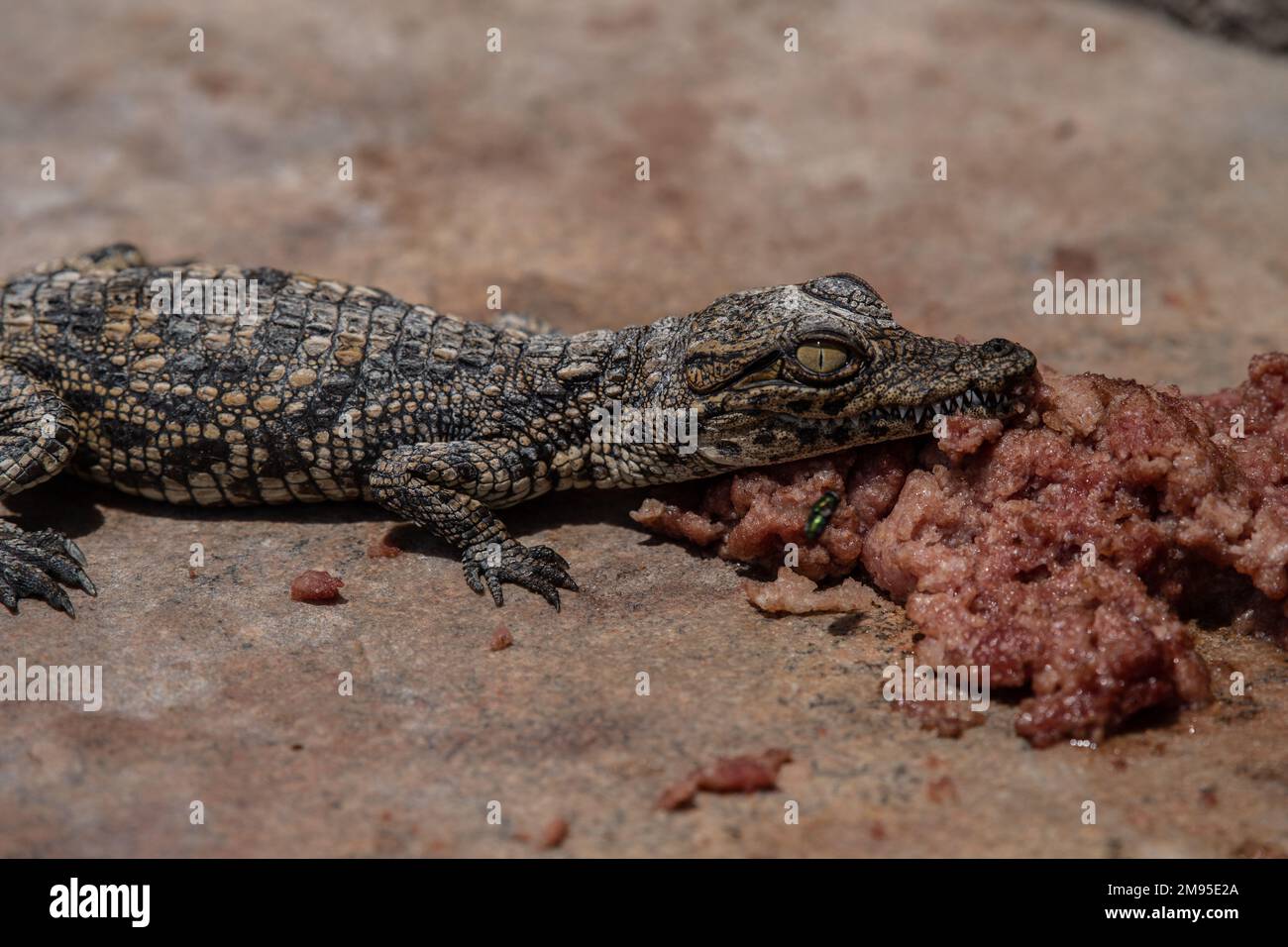 Nilkrokodil, Crocodylus niloticus, Corocodilidae, Namibia, Afrika Stockfoto