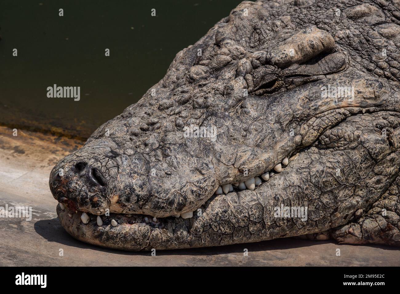 Nilkrokodil, Crocodylus niloticus, Corocodilidae, Namibia, Afrika Stockfoto