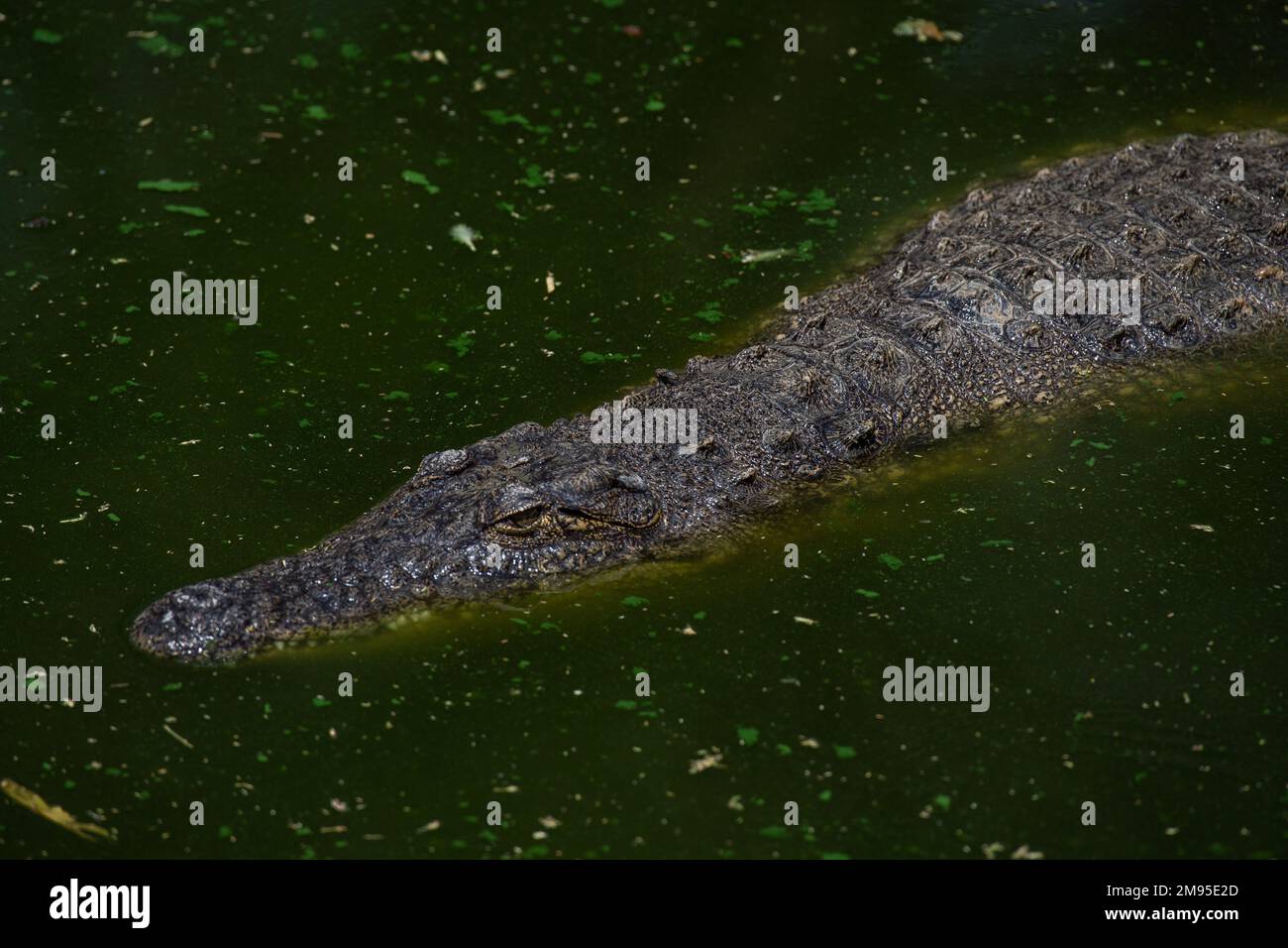 Nilkrokodil, Crocodylus niloticus, Corocodilidae, Namibia, Afrika Stockfoto