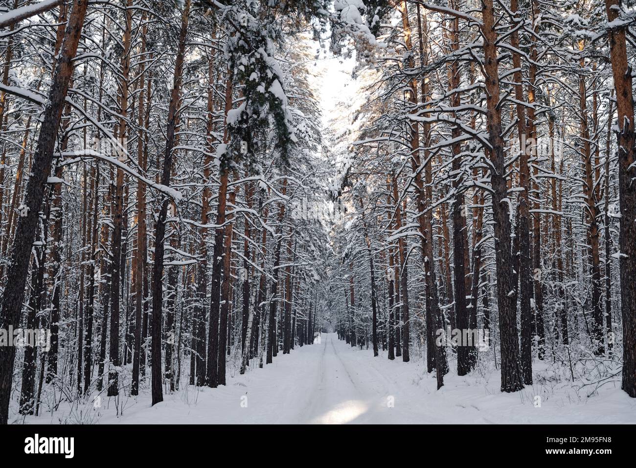 Horizontales Bild des Winterwaldes mit verschneiten Bäumen und Wanderwegen Stockfoto