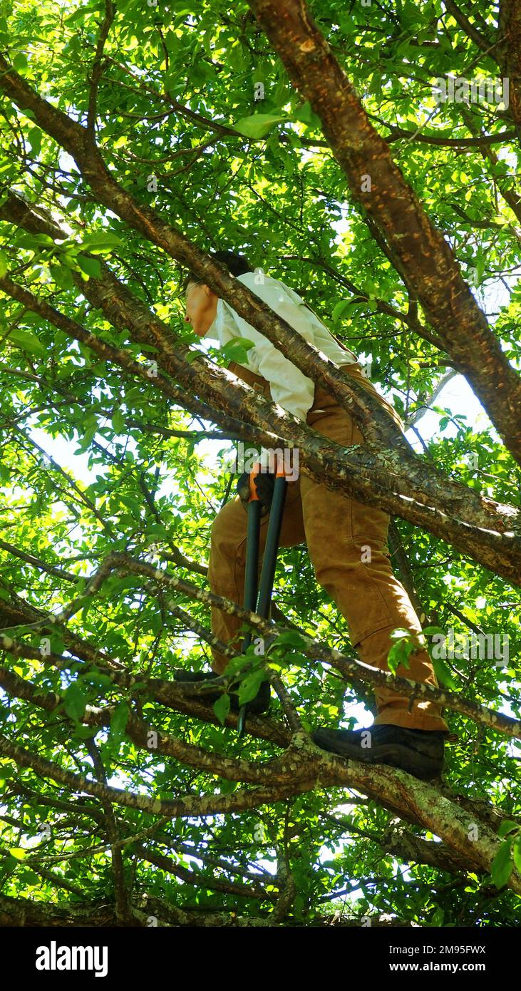 Eine Frau mittleren Alters, die in einem Pflaumenbaum steht und Astscheren schneidet, im Sommer den Baum nach der Ernte kürzt Stockfoto