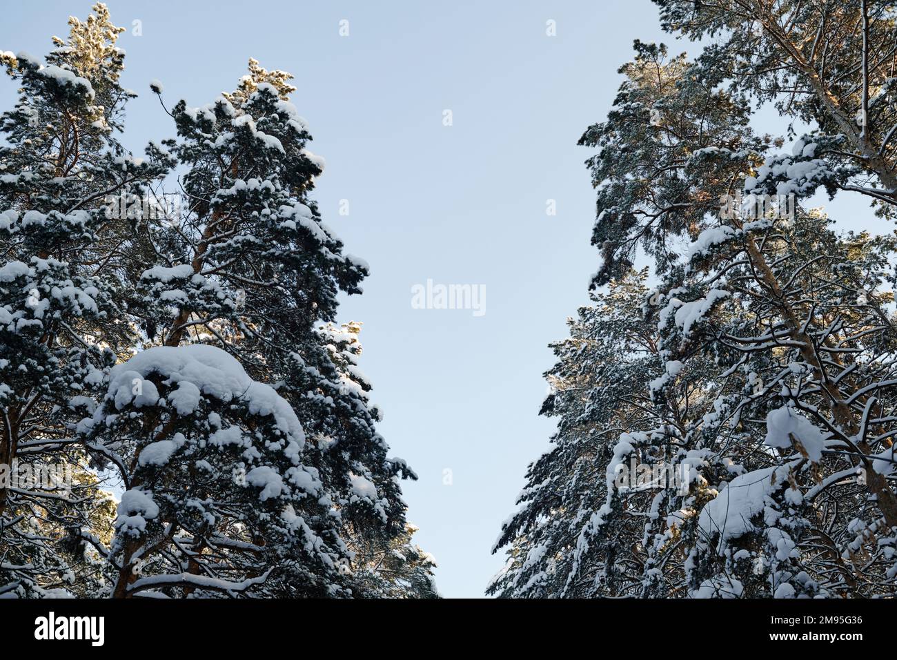 Blick aus dem niedrigen Winkel auf verschneite Kiefern im Winterwald Stockfoto