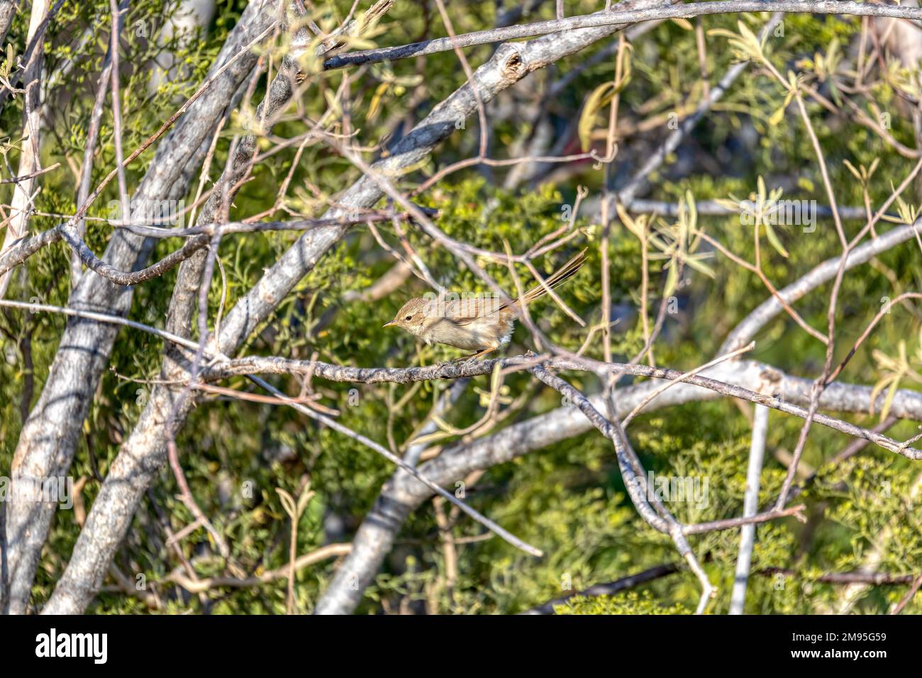 Malagasy Brush Warbler (Nesillas typica), auch bekannt als Madagaskar Brush-Warbler, ist eine endemische Vogelart des Old World Warbler in der Familie ACR Stockfoto