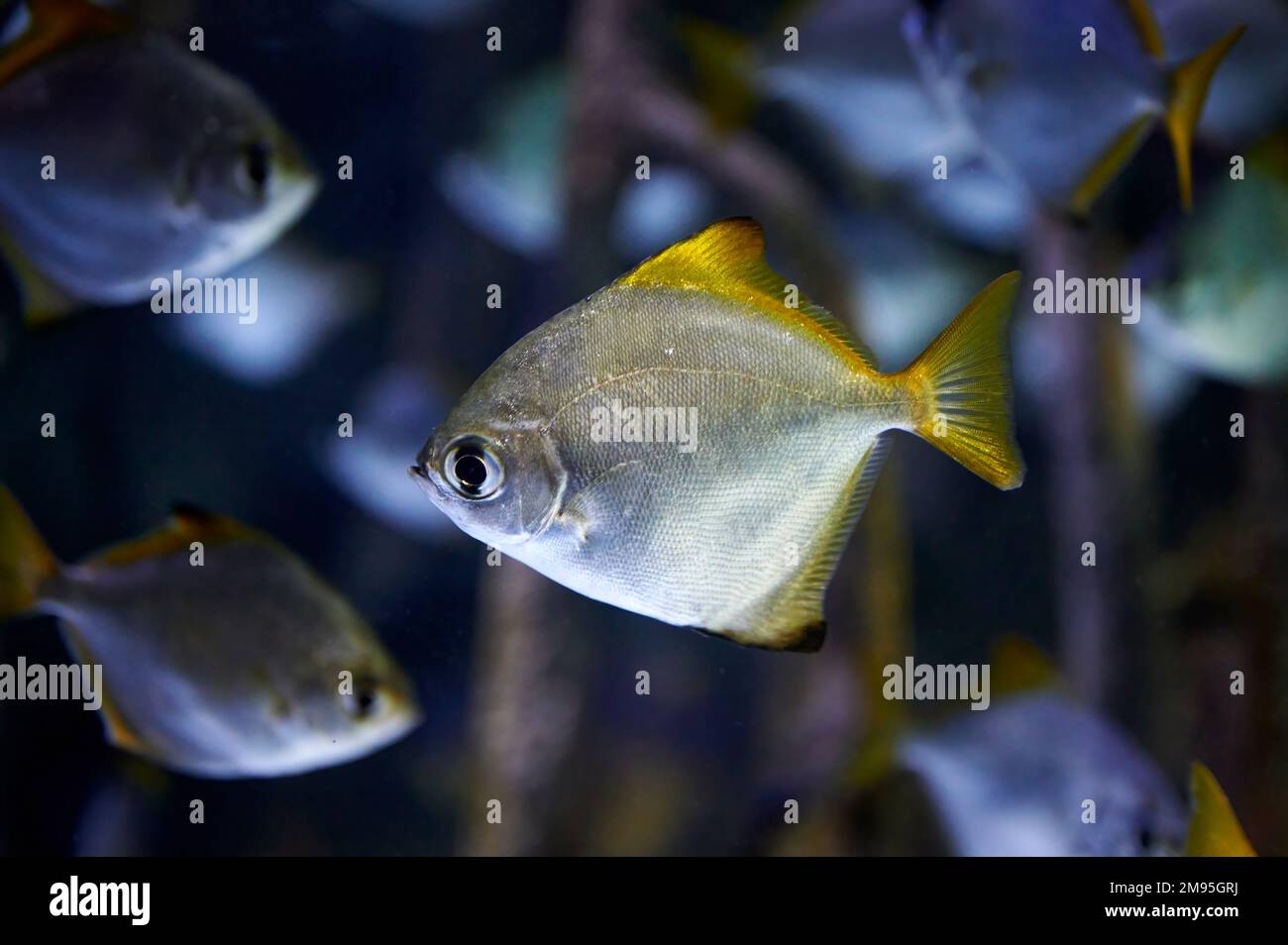 Silbermoonyfisch oder Silbermoony (Monodactylus argenteus), der in einem Aquarium zwischen Zweigen und anderen Fischen derselben Art schwimmt Stockfoto