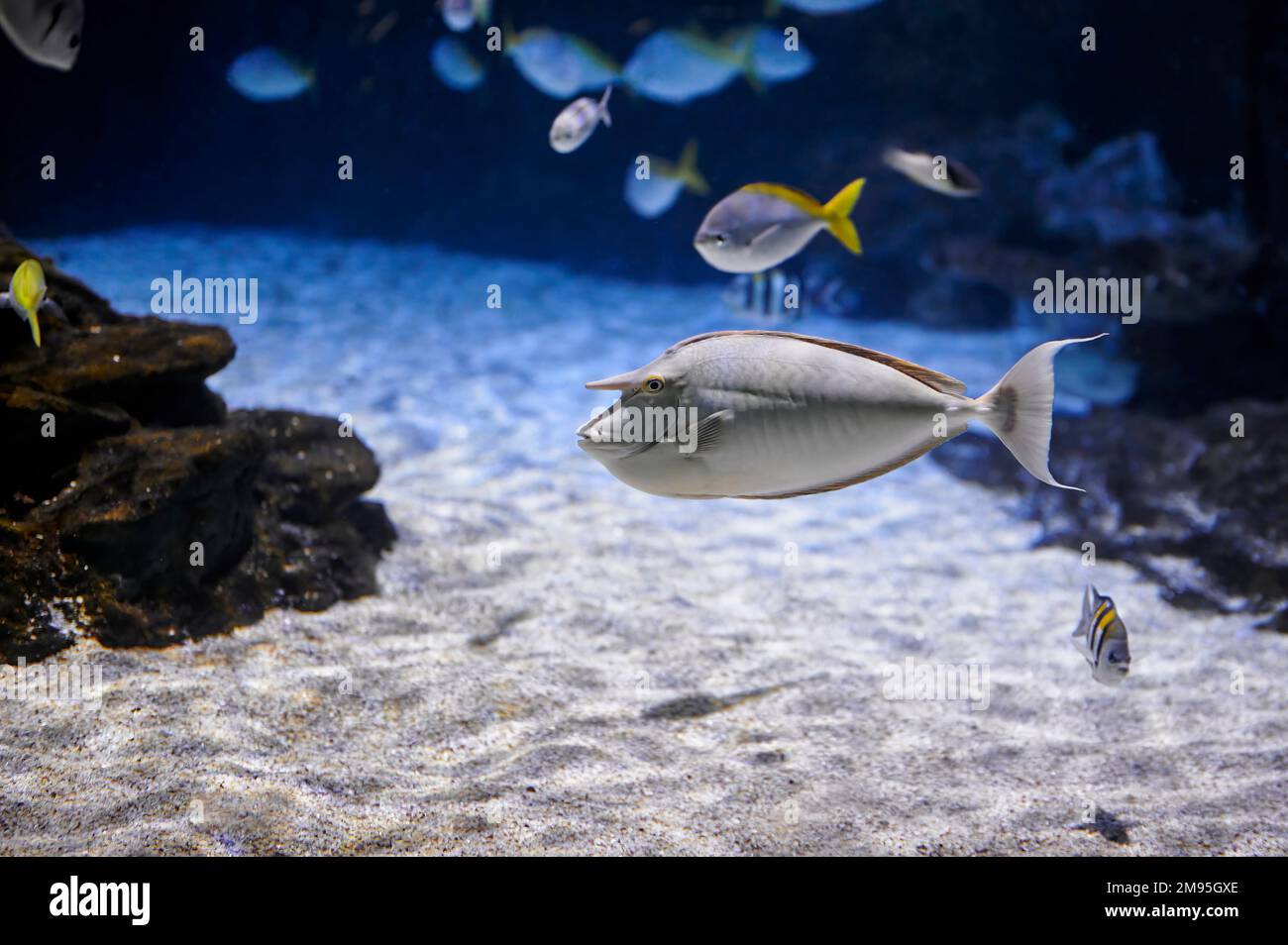 Buckelfisch (Naso-Brachycentron), der in einem Aquarium neben anderen Fischen und Felsen schwimmt Stockfoto