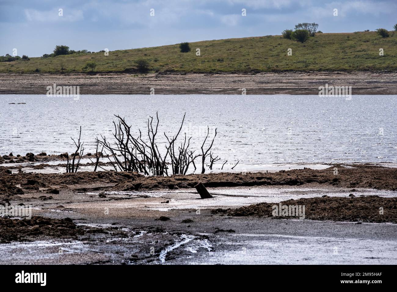 Dürrezustände und rückläufige Wasserstände setzen die Überreste von skelettartigen toten Bäumen im Colliford Lake Reservoir auf Bodmin Moor in Cornwall im aus Stockfoto