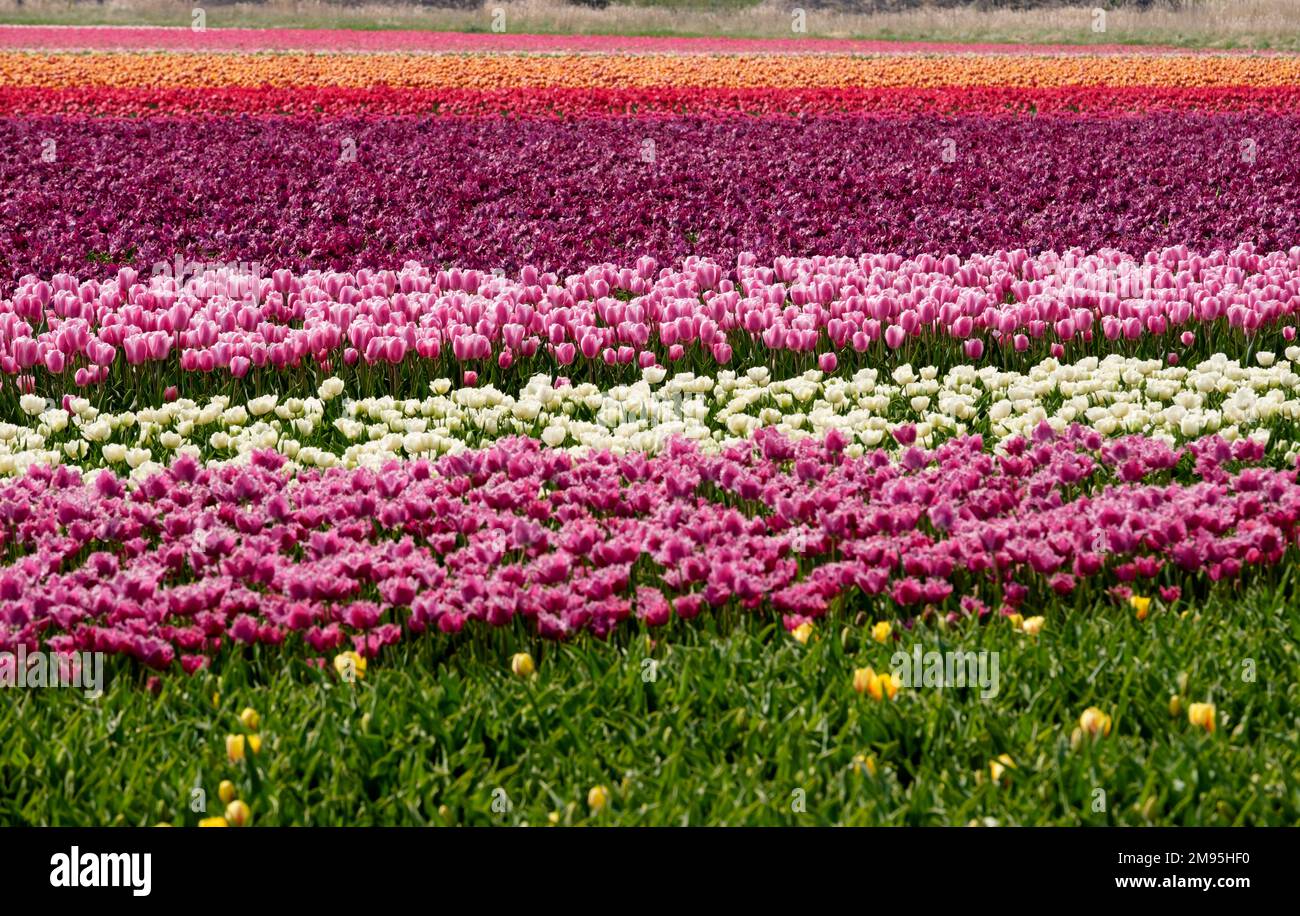Blühende Tulpenfelder im Frühling, am 23. April 2022, in Noordwijk, in den Niederlanden Tulpenblüten Stockfoto