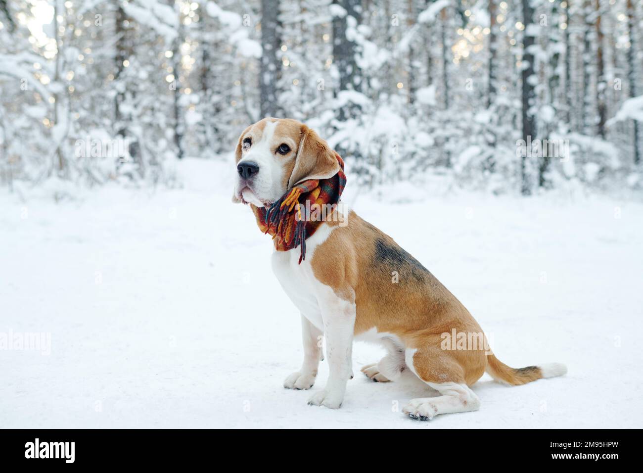 Süßer Hund mit Schal um den Hals, der auf Schnee sitzt, während sie im Winterwald spaziert Stockfoto
