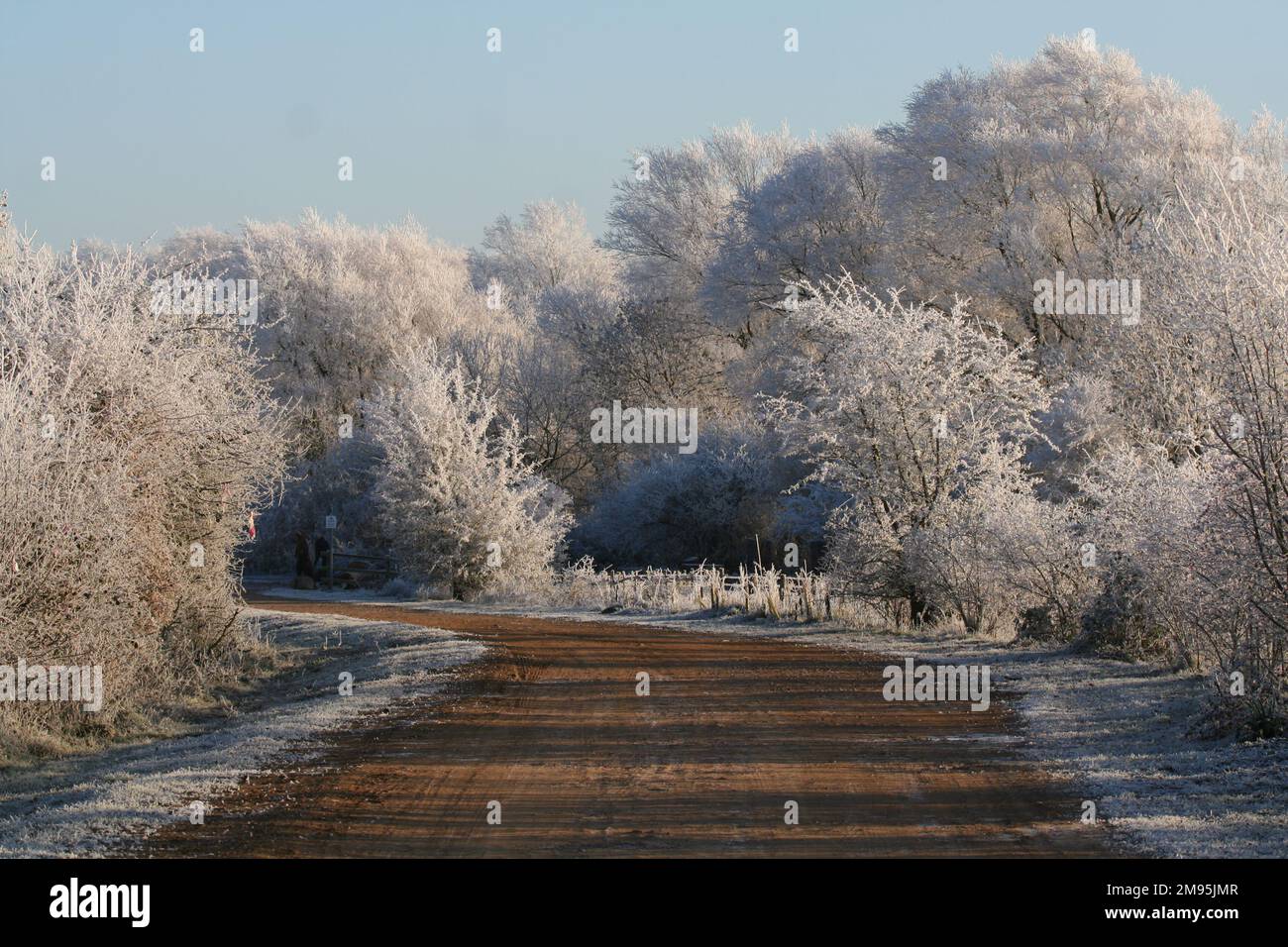 Weiße Bäume von einem Hoare Frost. Verzweigt sich nach dem Frosten weiß und vereist bei Minustemperaturen. Stockfoto