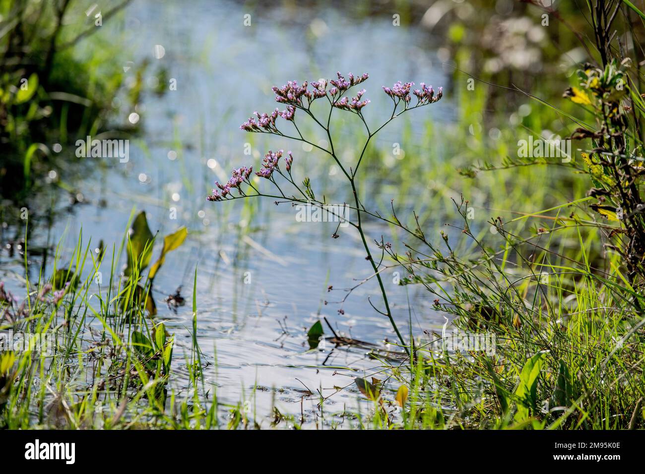 Gemeiner Lavendel (Limonium vulgare), ein mehrjähriger Klumpen in Salzwiesen und anderen maritimen Lebensräumen, Sumpf von Tonkin, Fos-sur-Mer (Südseeanien) Stockfoto