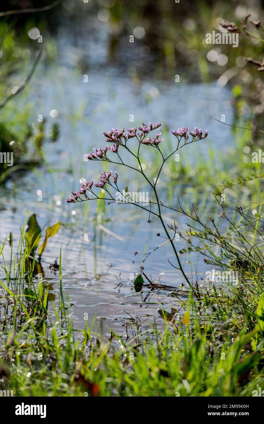 Gemeiner Lavendel (Limonium vulgare), ein mehrjähriger Klumpen in Salzwiesen und anderen maritimen Lebensräumen, Sumpf von Tonkin, Fos-sur-Mer (Südseeanien) Stockfoto